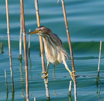 No one gets past these reeds