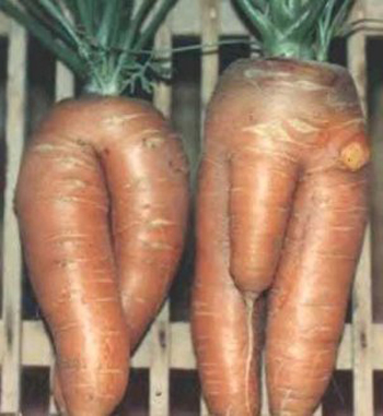 carrots