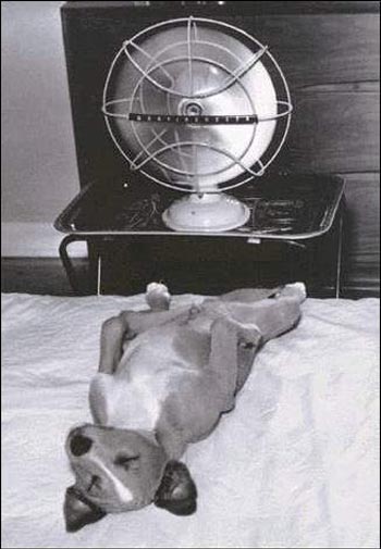 resting-dog