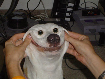 smiling-dog